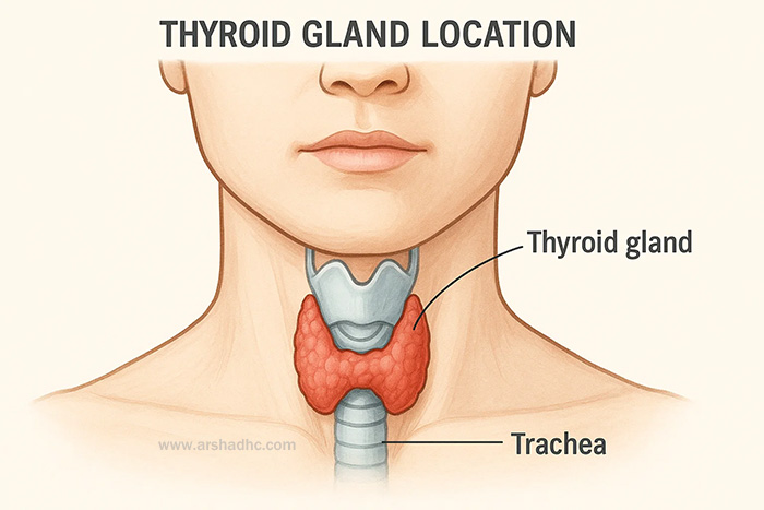 Diagram showing thyroid gland location in neck