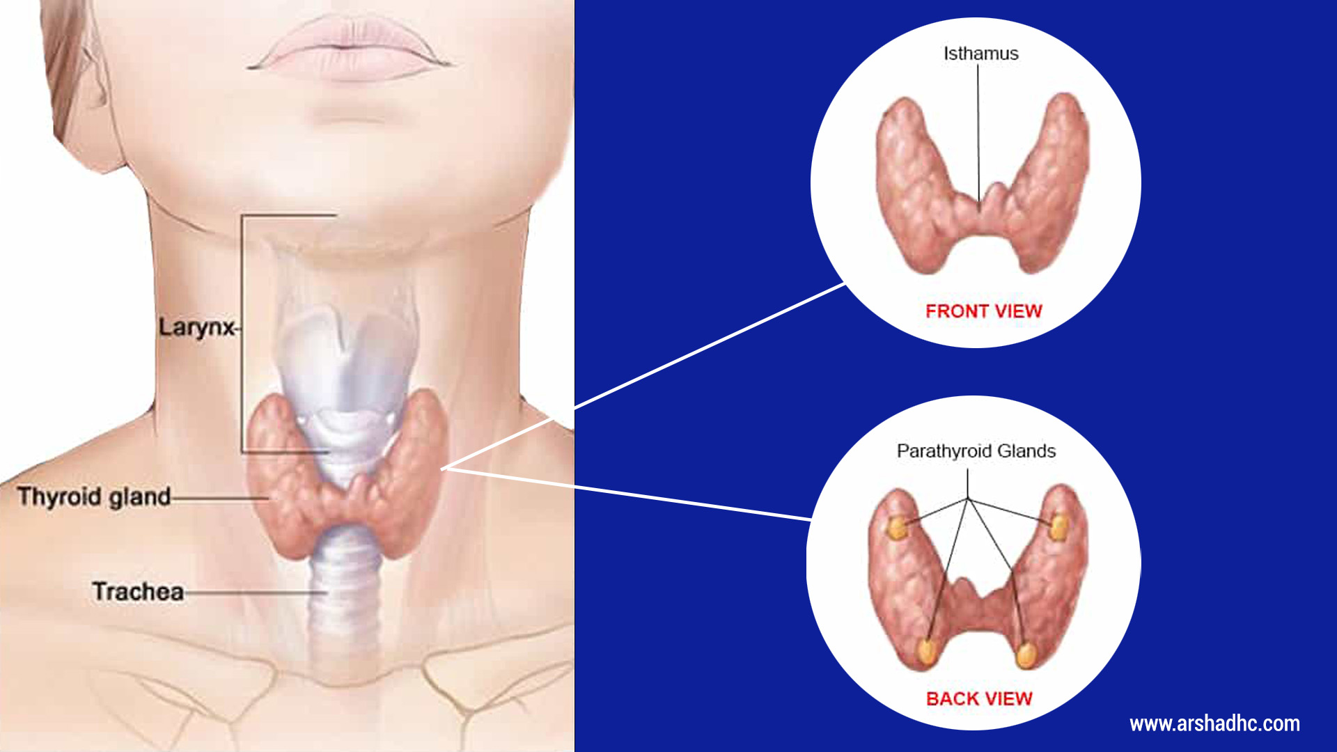 What is Thyroids